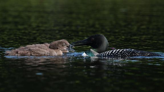 Loon Feeds Her Young 03
