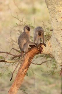 Pareja de vervet monkeys
