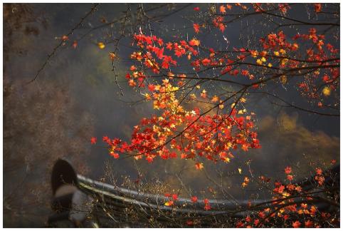 Autumn leaves