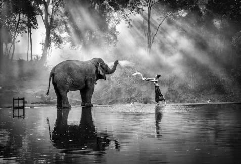 Interactive with elephant