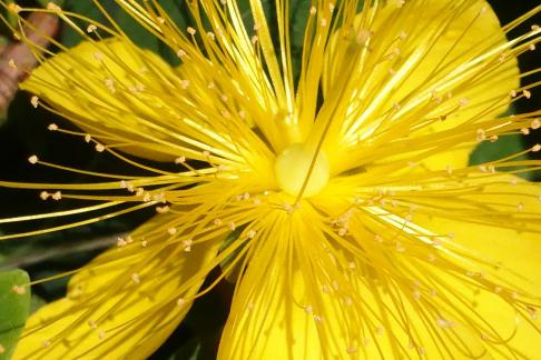 Hypericum 6