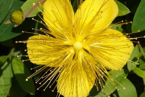 Hypericum 8