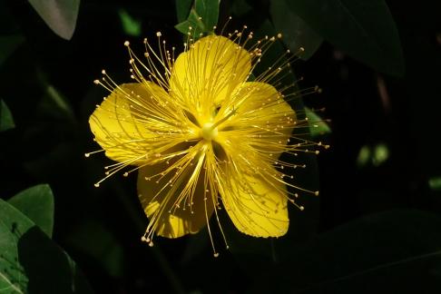 Hypericum 9