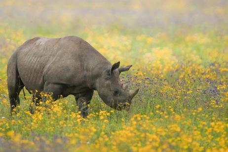 Black rhino