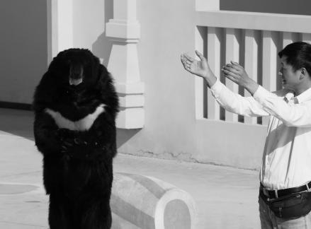 an animal show 3