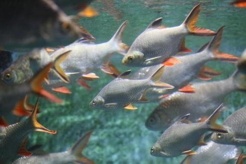 Thai crucian carp 3