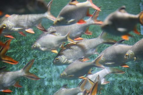 Thai crucian carp 4