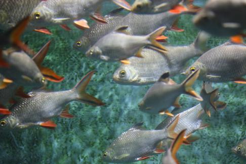 Thai crucian carp 5