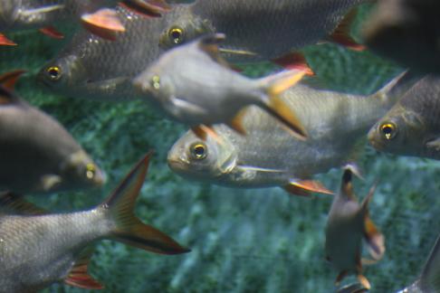 Thai crucian carp 6