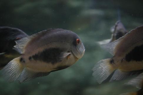 Fire Mouth Fish 2