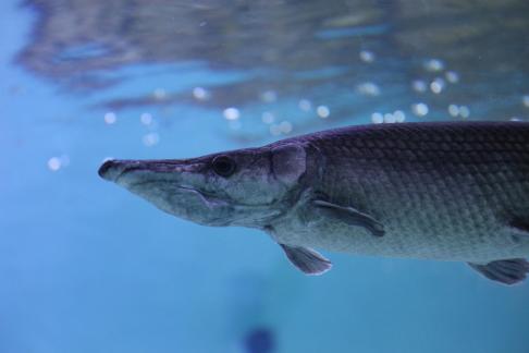 gar
