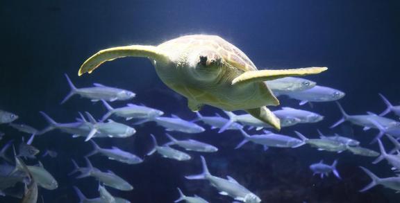 sea turtle 1