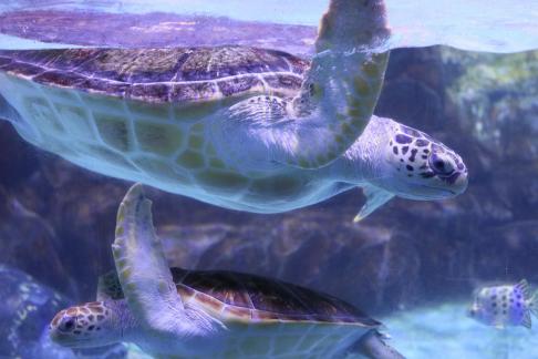 sea turtle 3