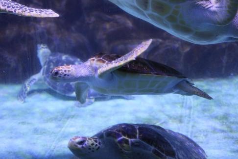 sea turtle 4