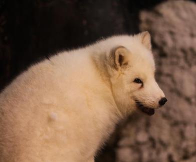White Fox 1