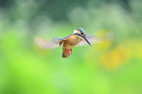 hover