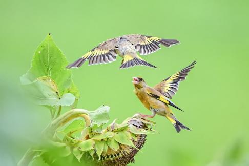 air combat