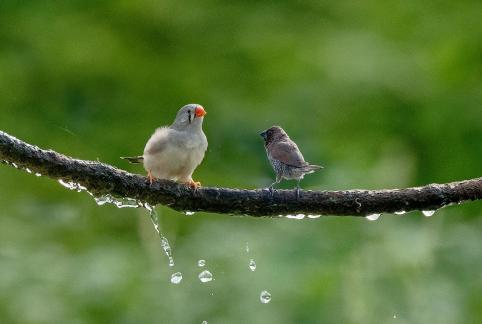 Two birds