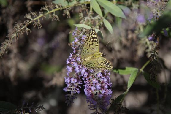 Butterfly on a flower