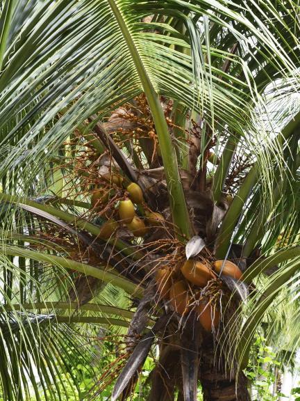 Coconut growing