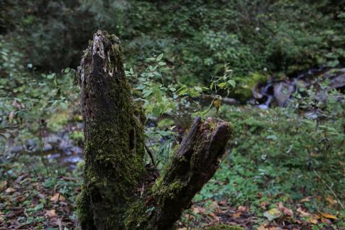 Deep forest spring water 10