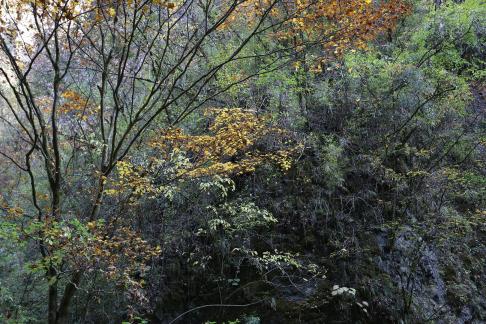Autumn in the mountains and forests