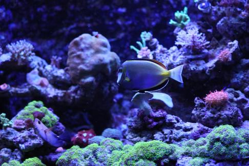 Surgeonfish 2