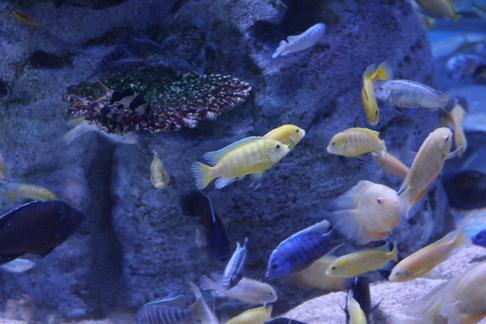 Colorful fish schools 1