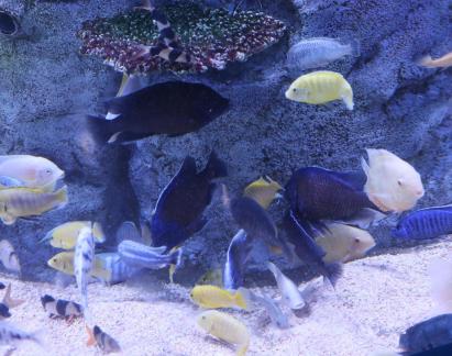 Colorful fish schools 2