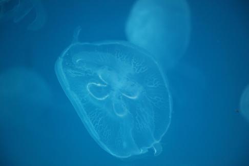 jellyfish 13