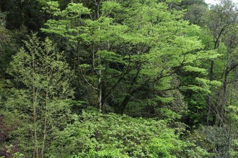Green curtain hanging clouds 6