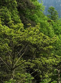 Green curtain hanging clouds 7