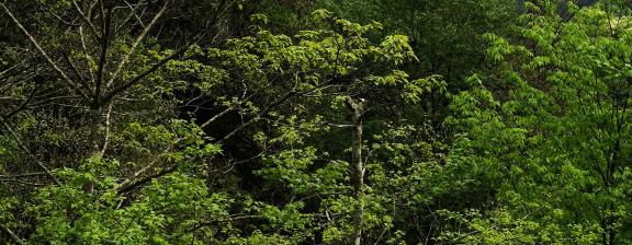 Green curtain hanging clouds 8