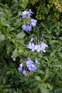 Blue snow and stars 3
