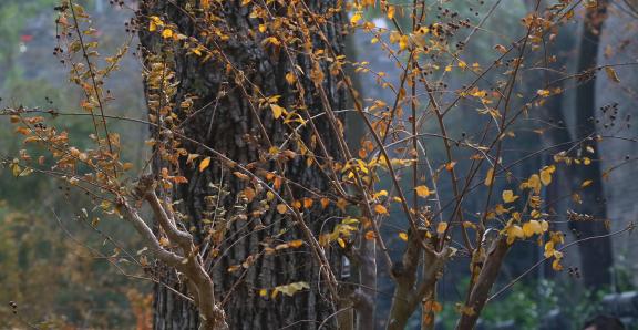 Withered leaves and branches