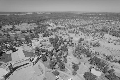 Desert becomes forest 5