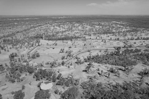 Desert becomes forest 6