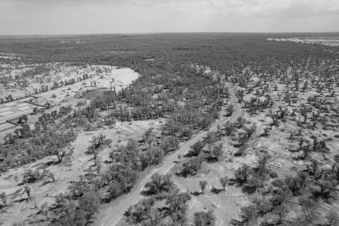 Desert becomes forest 7