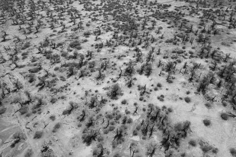 Desert becomes forest 8