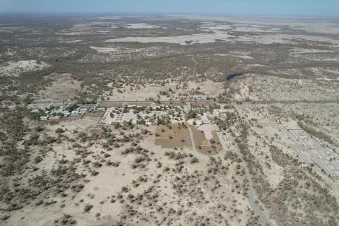 Desert becomes forest 12