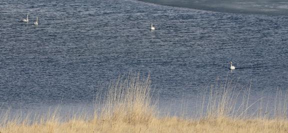 Middle reaches of Swan Lake 1