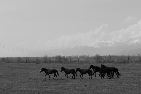 Grassland horse ranch 17