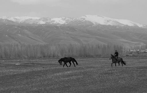 Grassland horse ranch 19