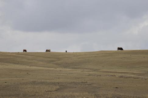 High mountain pasture 17