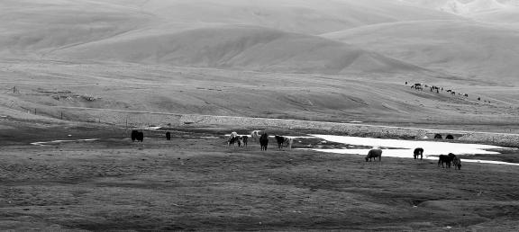 High mountain pasture 21