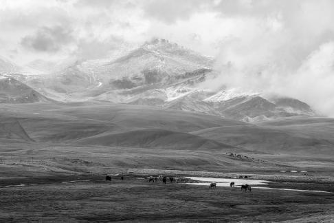 High mountain pasture 22