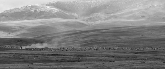 High mountain pasture 23