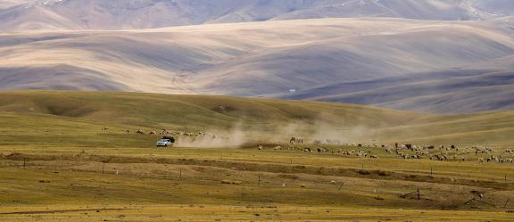 High mountain pasture 25