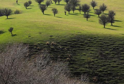 Winter Green Space 13