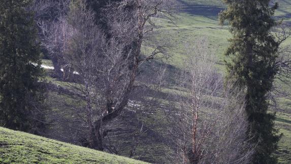 Cold Mountain Green Shadow 27